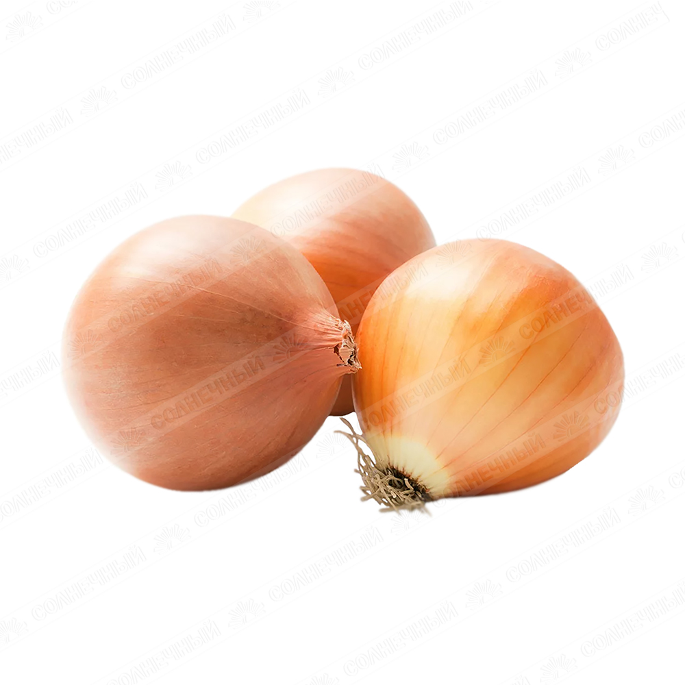 Onion Boott